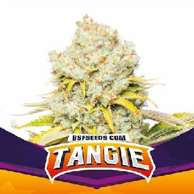 Tangie > BSF Seeds